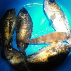 春の嵐が終わりかけの巻